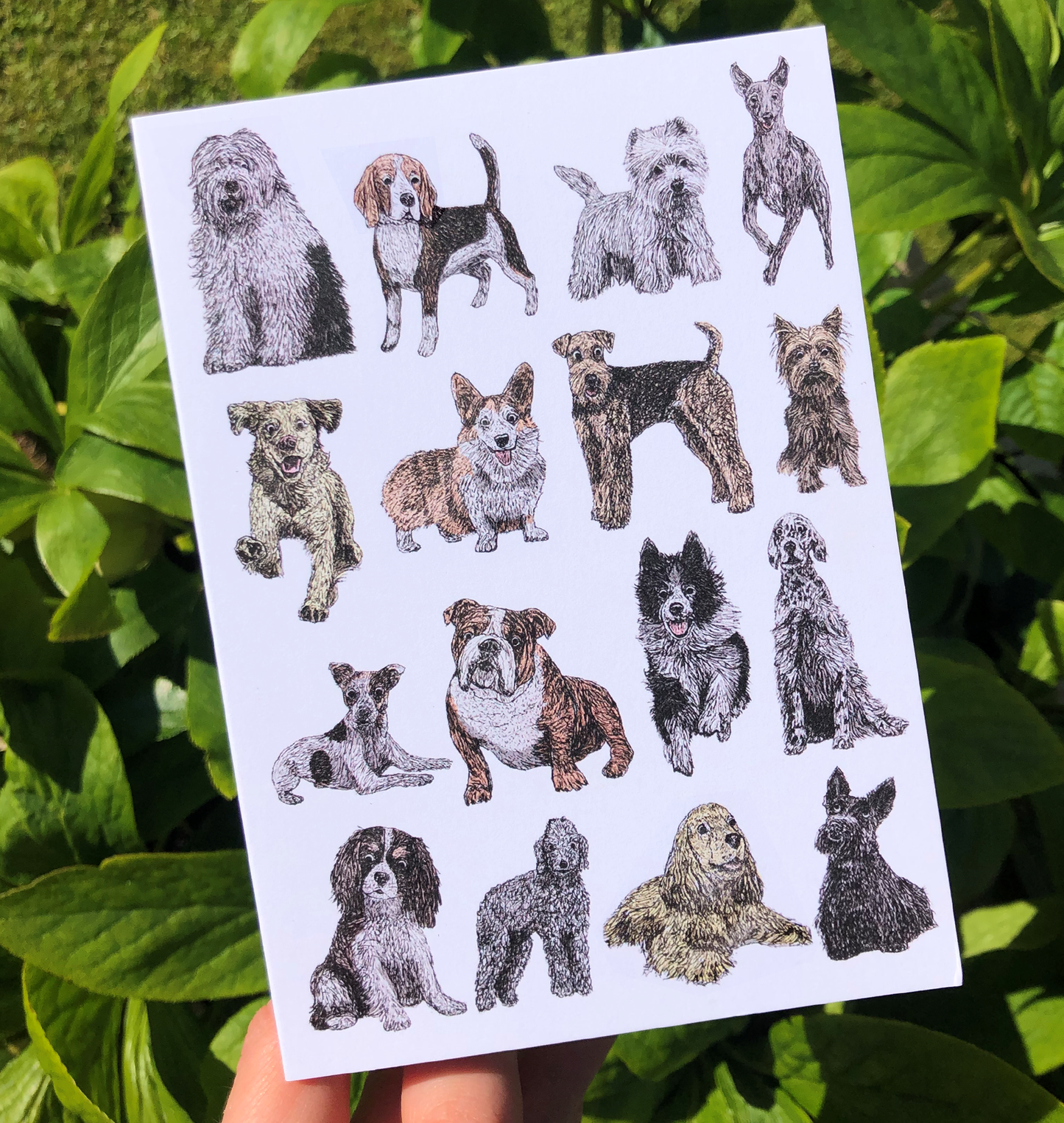 British Dog Breeds Greetings Card